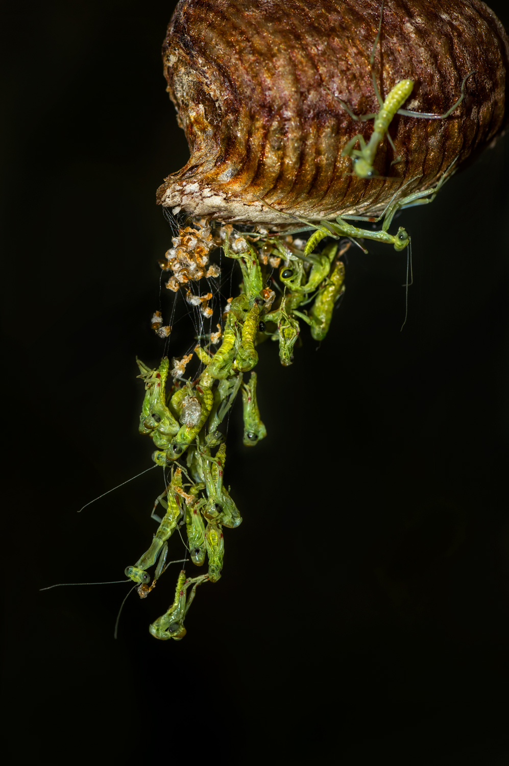 Оотека богомола. Оотека (кокон) богомола. Mantis religiosa оотека. Личинка богомола.